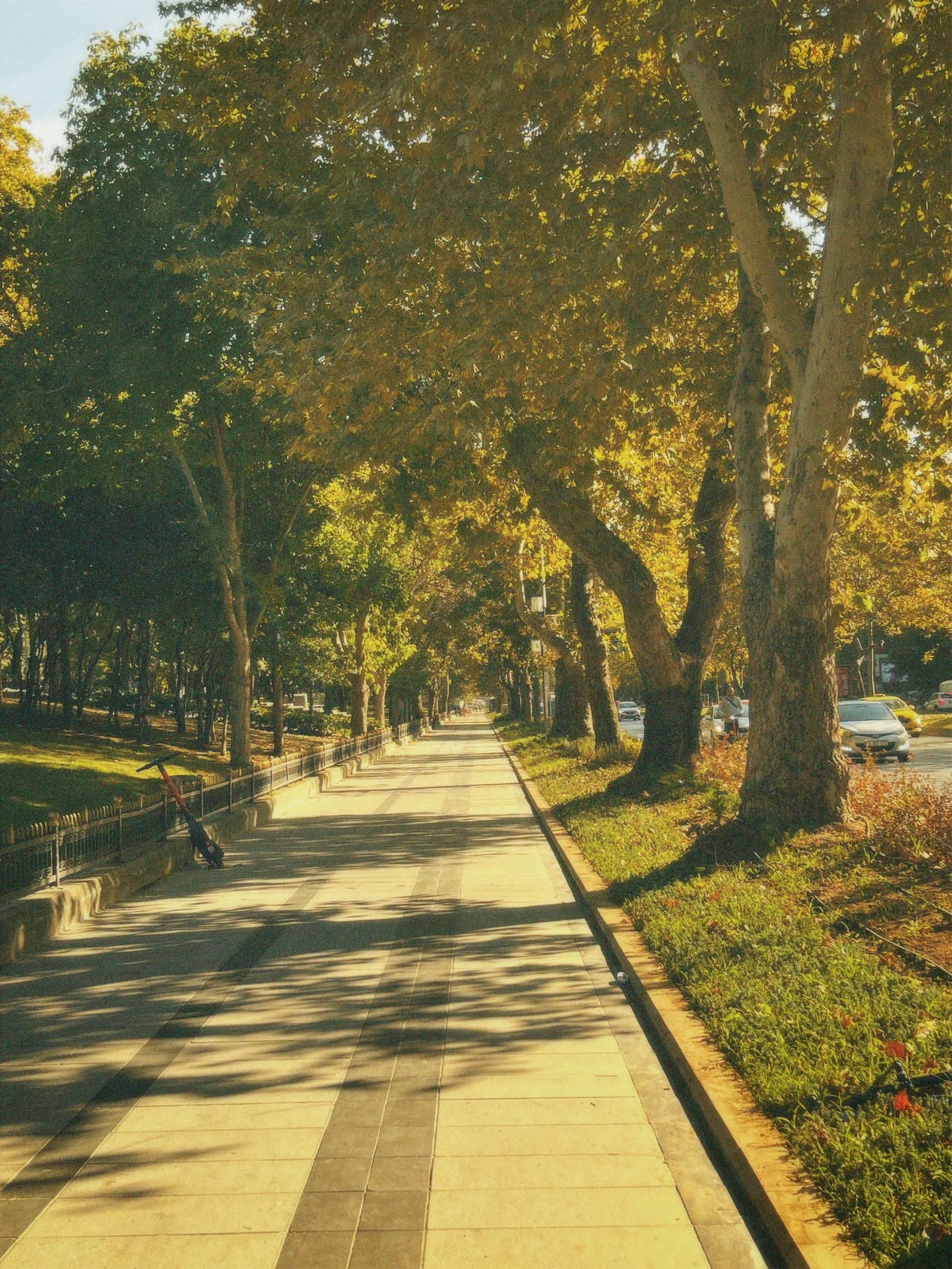 Peaceful city park sidewalk under golden sunlight with lush trees lining the path.